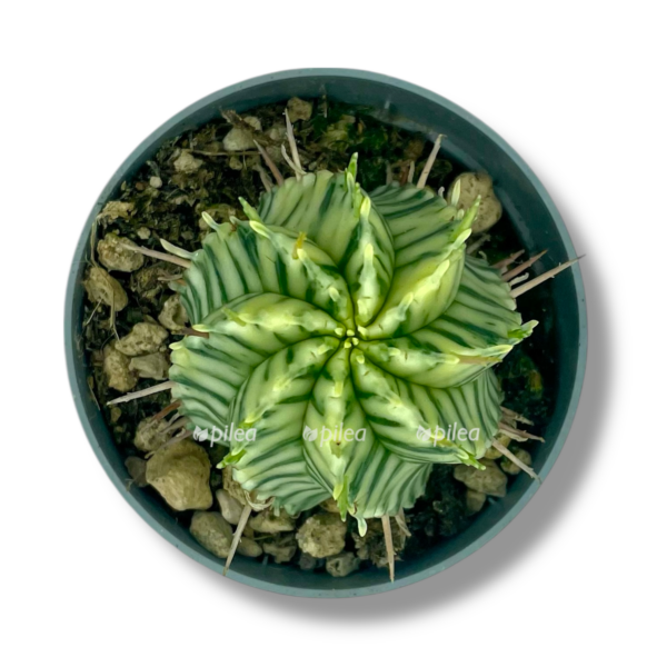 euforbiya meloformis variegata e1757005836585