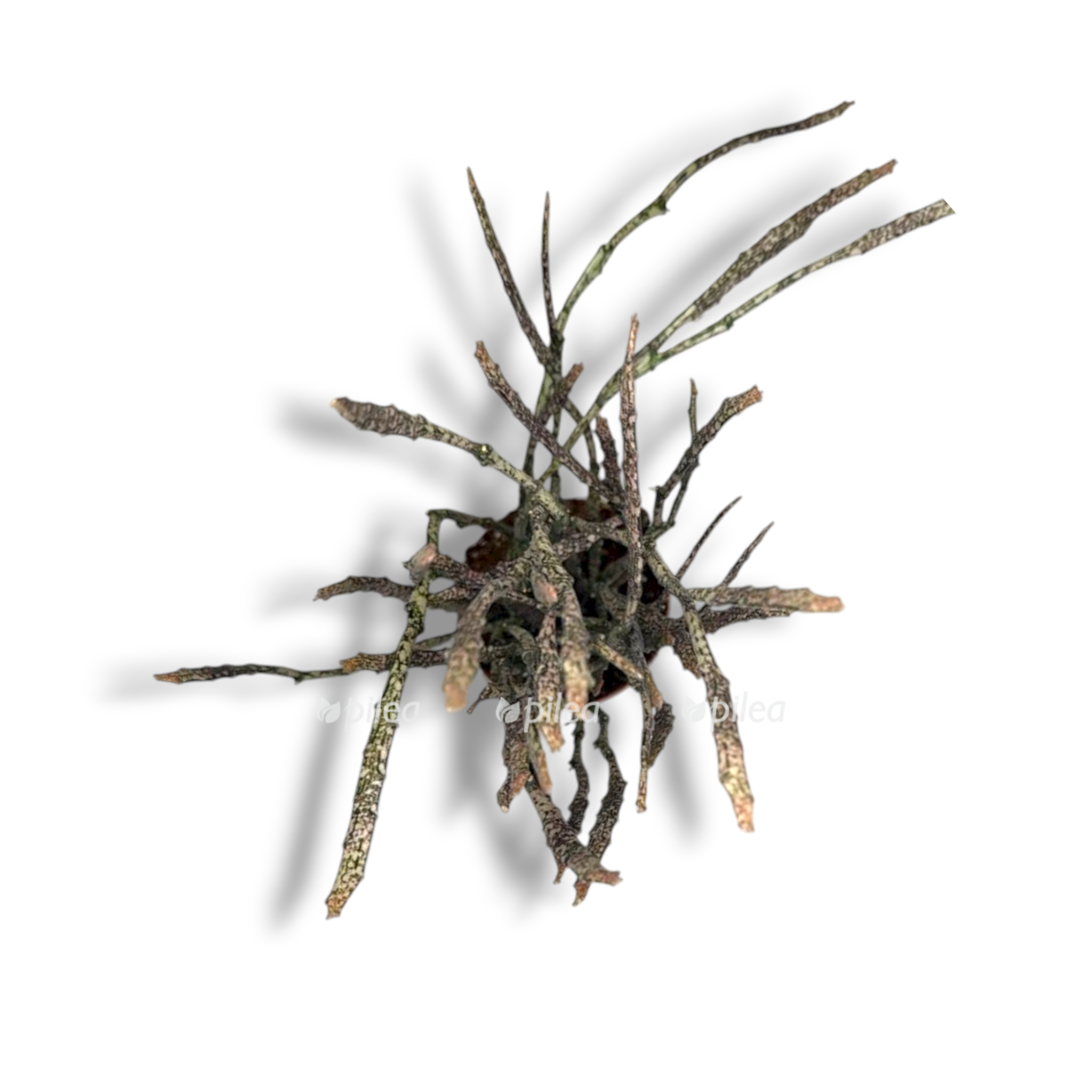 euforbiya platiklada