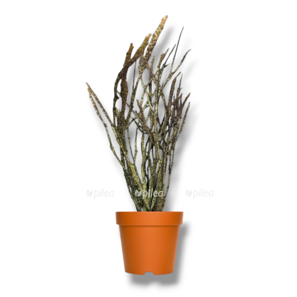 euforbiya platiklada e1762759183778