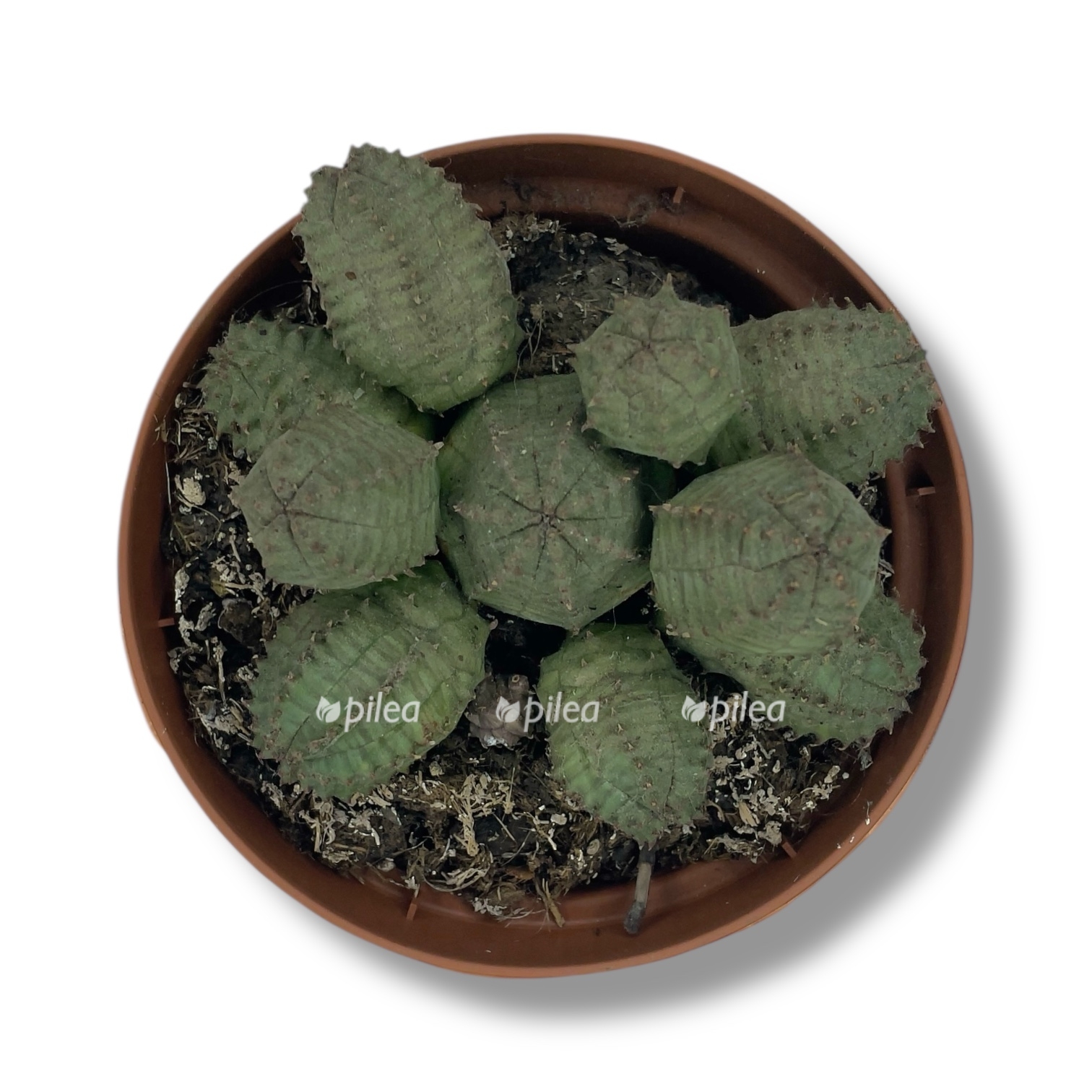 euforbiya psevdoglobaza