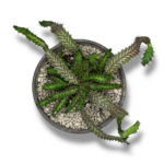 euforbiya stellata