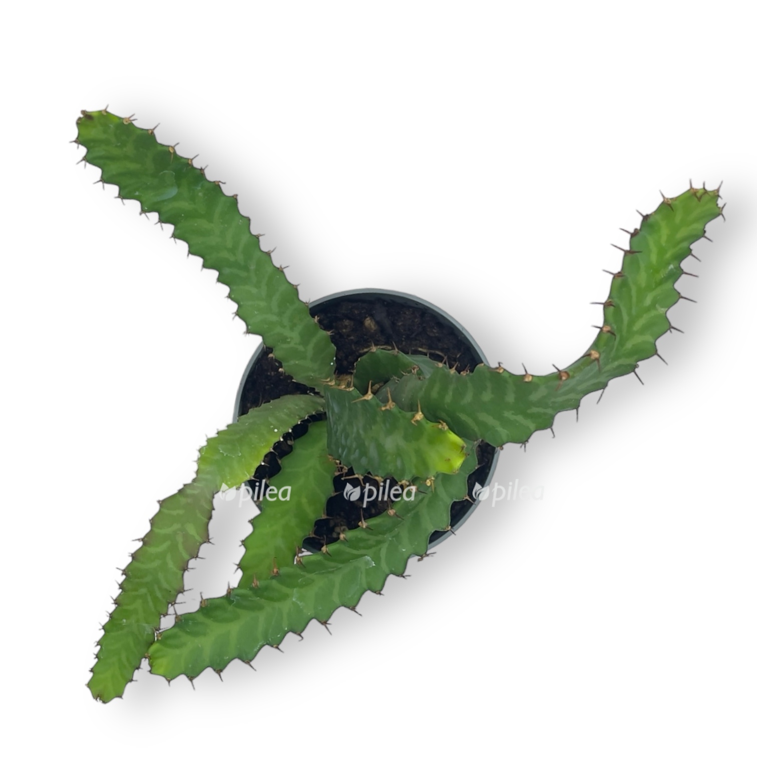 euforbiya stellata 515