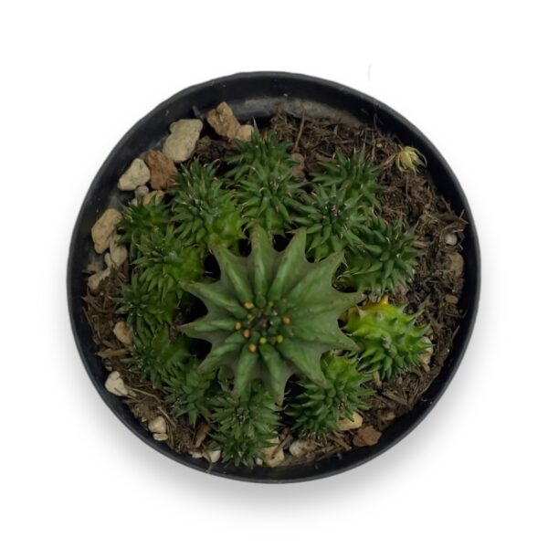 euforbiya syuzanna e1728316903808