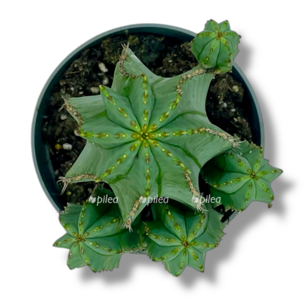 euphorbia fruticosa inermis e1757005896348