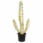 euphorbia ingens variegata