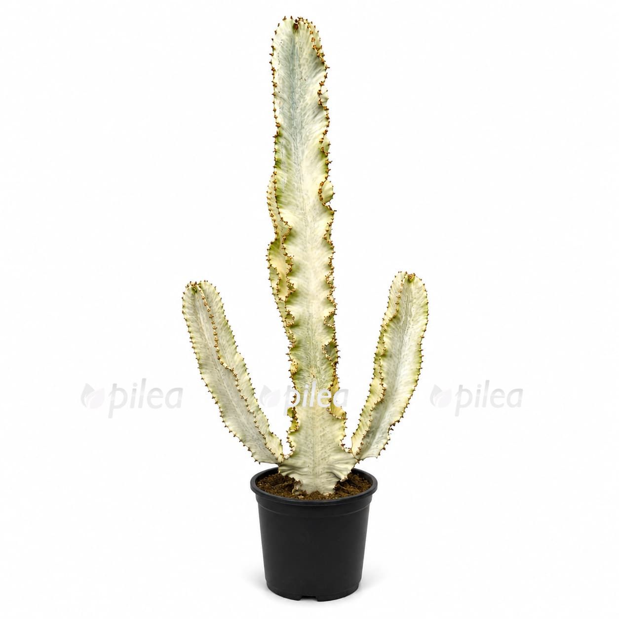 euphorbia ingens variegata