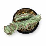 Эуфорбия Лактея Кристата купить