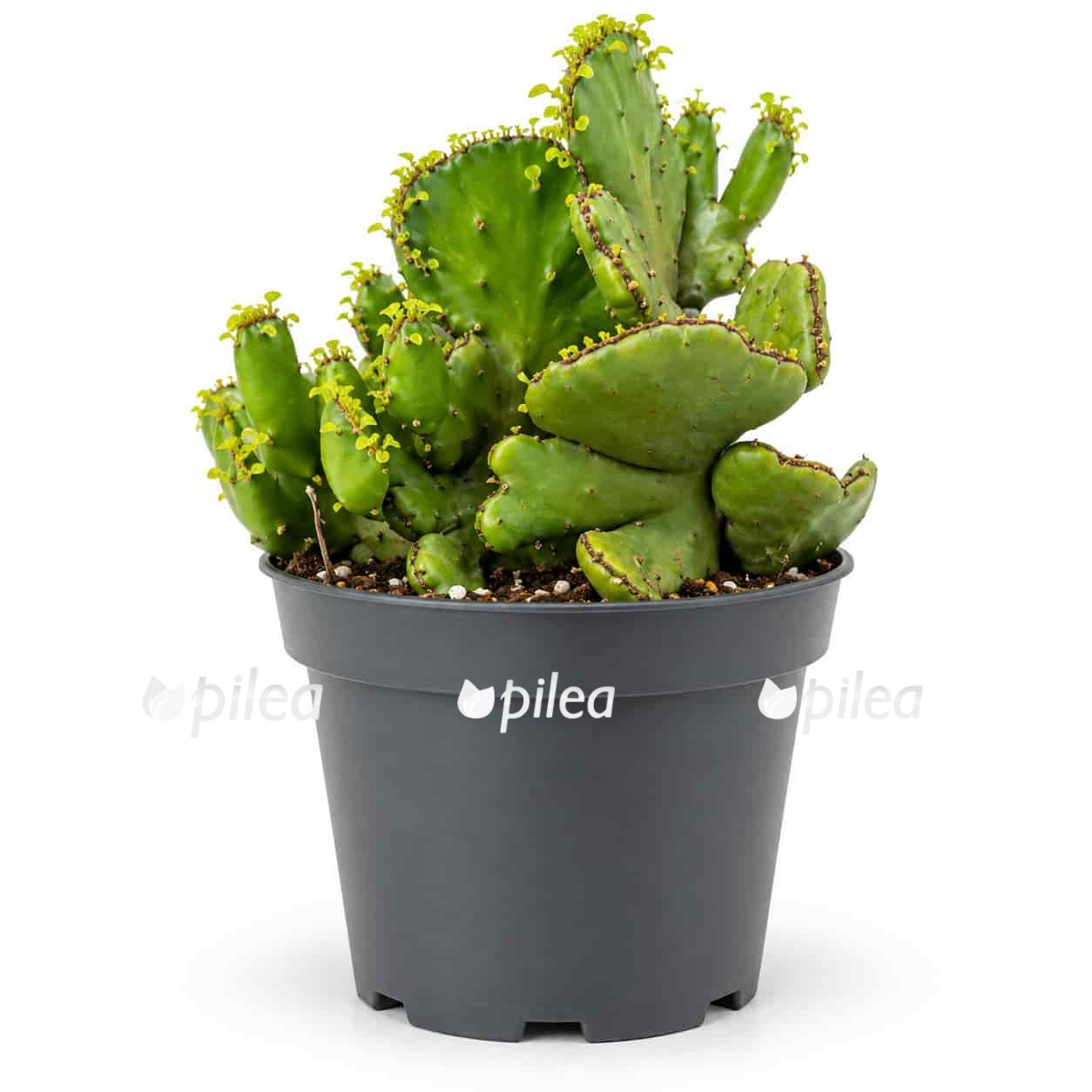 euphorbia leucadendron cristata