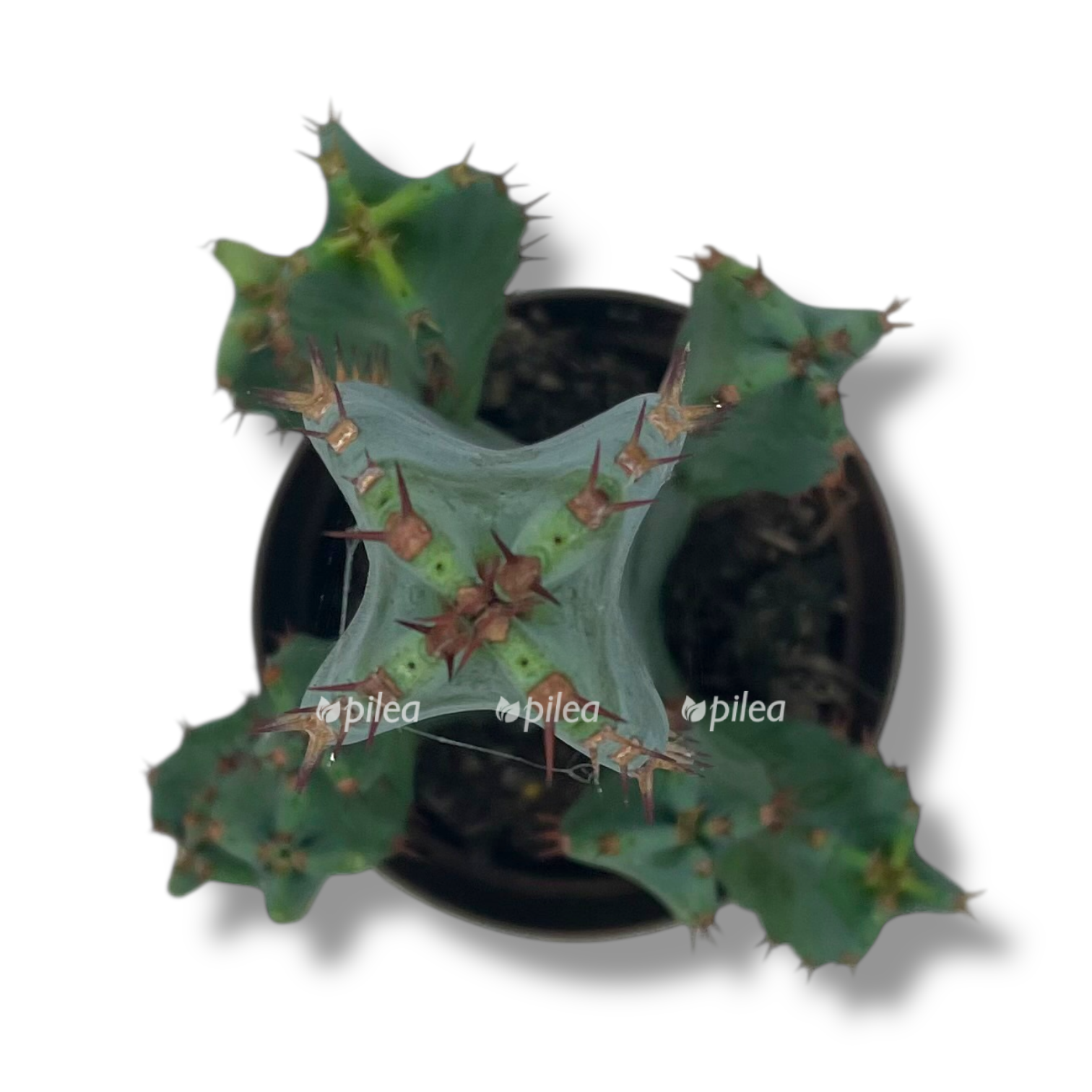 euphorbia resinifera