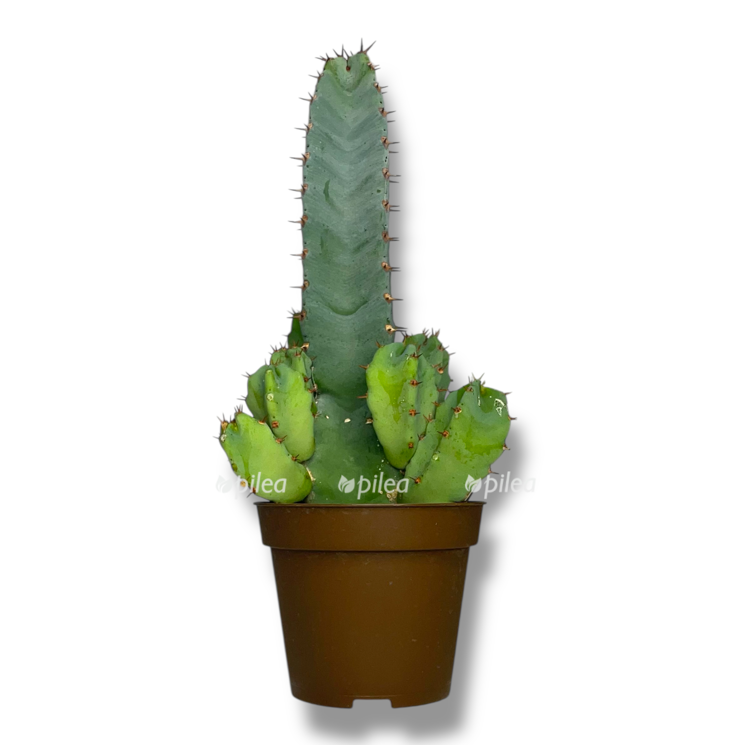 euphorbia resinifera