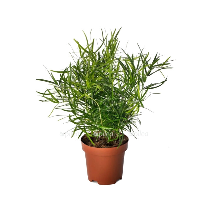 Аспарагус Фалкатус купить