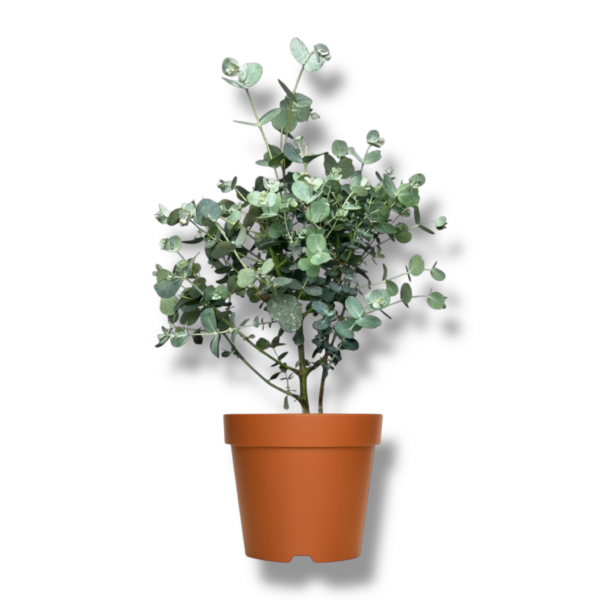 evkalipt sinereya e1762955593149