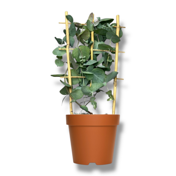 evkalipt sinereya silver e1762955567646