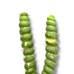 evlihniya kashtanovaya spiralis