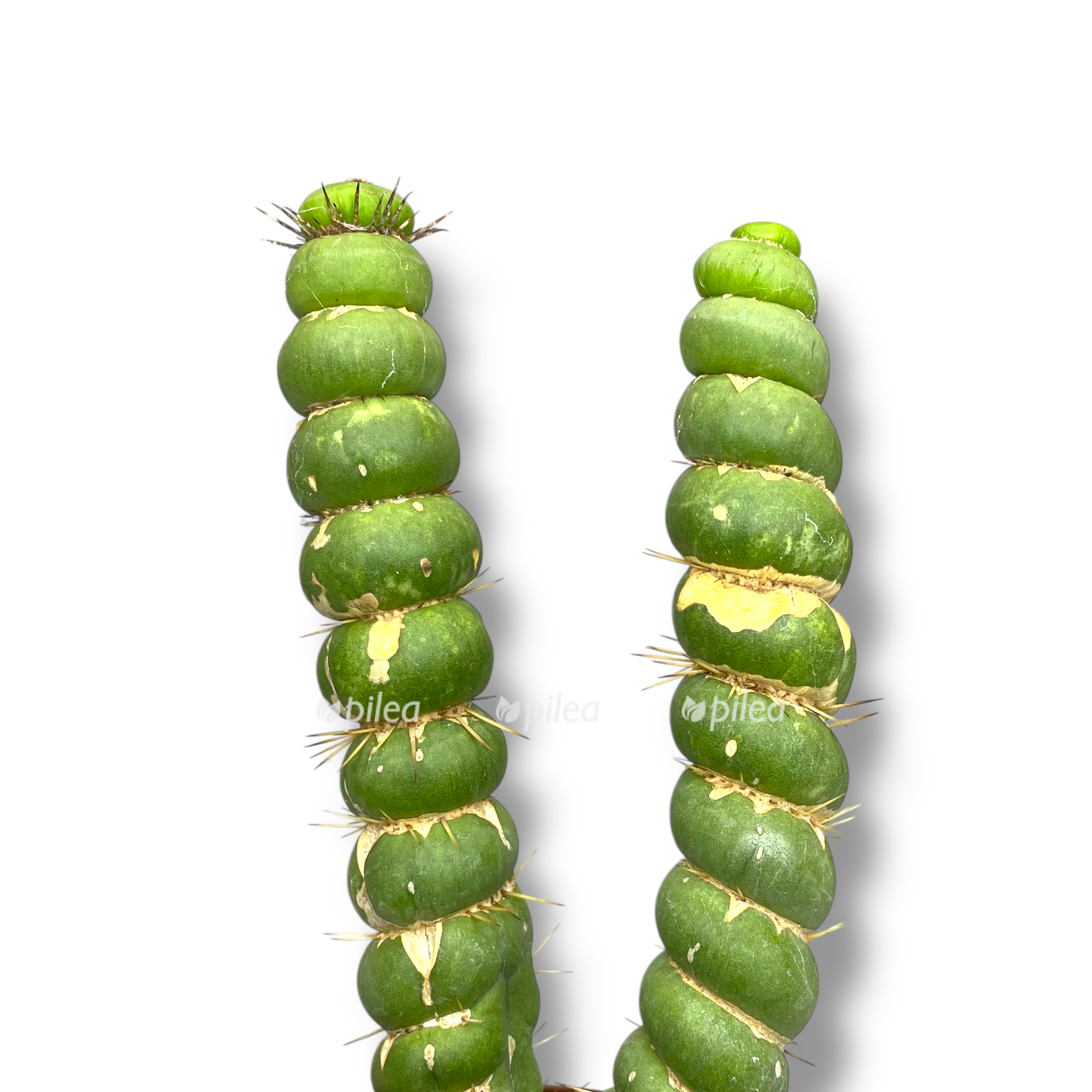 evlihniya kashtanovaya spiralis