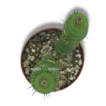 evlihniya kashtanovaya spiralis 1 1