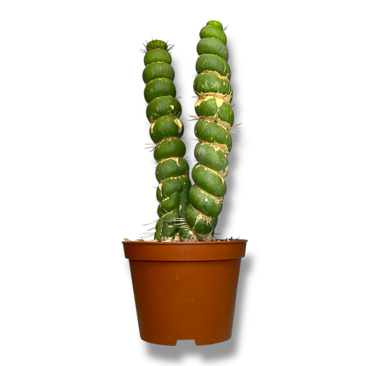 evlihniya kashtanovaya spiralis