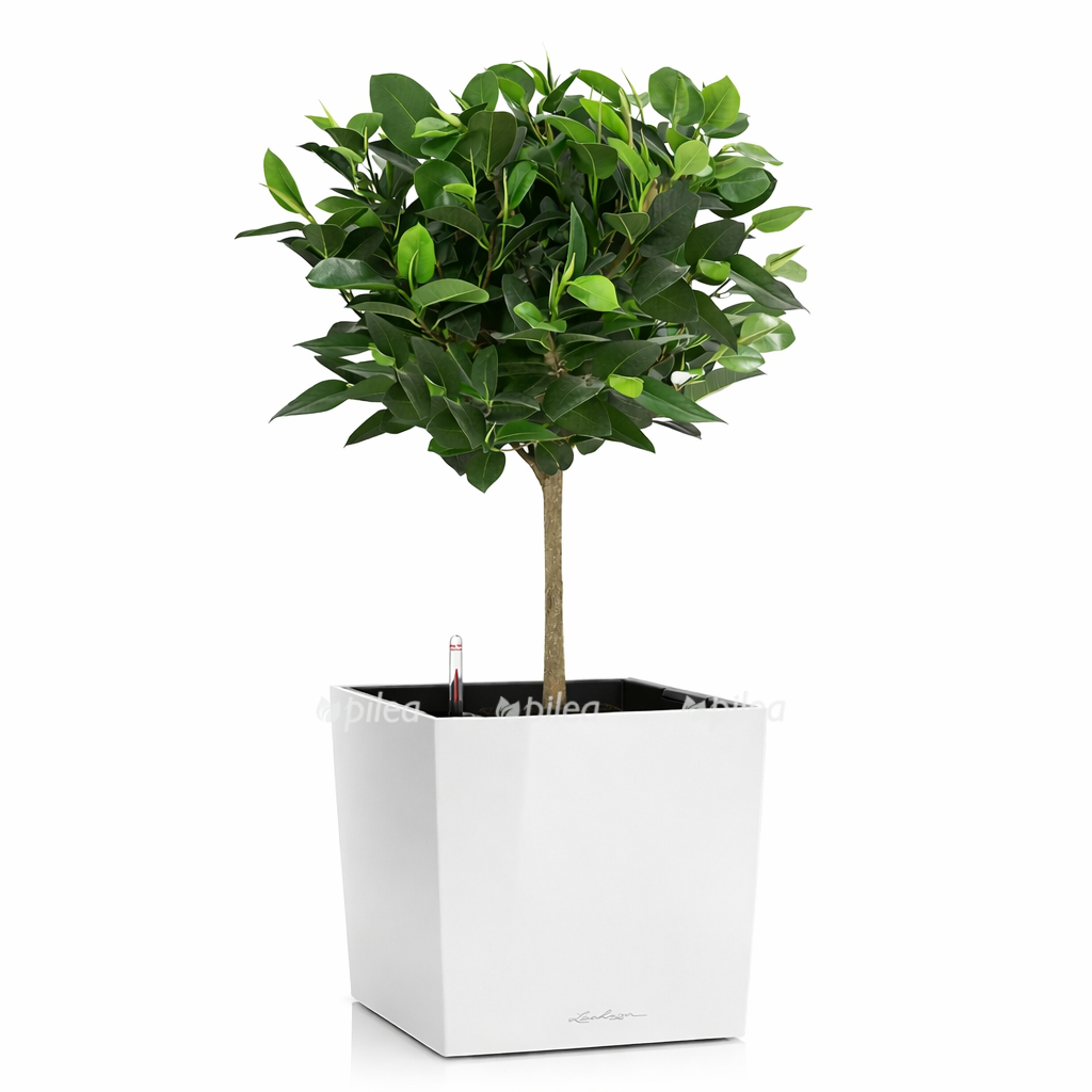 f096583f 0800 4352 9454 3ad865ca26c4 1