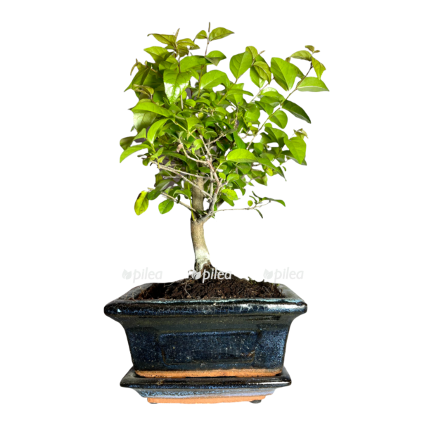 f13125f4-bf30-449b-9e77-6a1d734dc462-e1650216464580.png f13125f4 bf30 449b 9e77 6a1d734dc462 e1650216464580