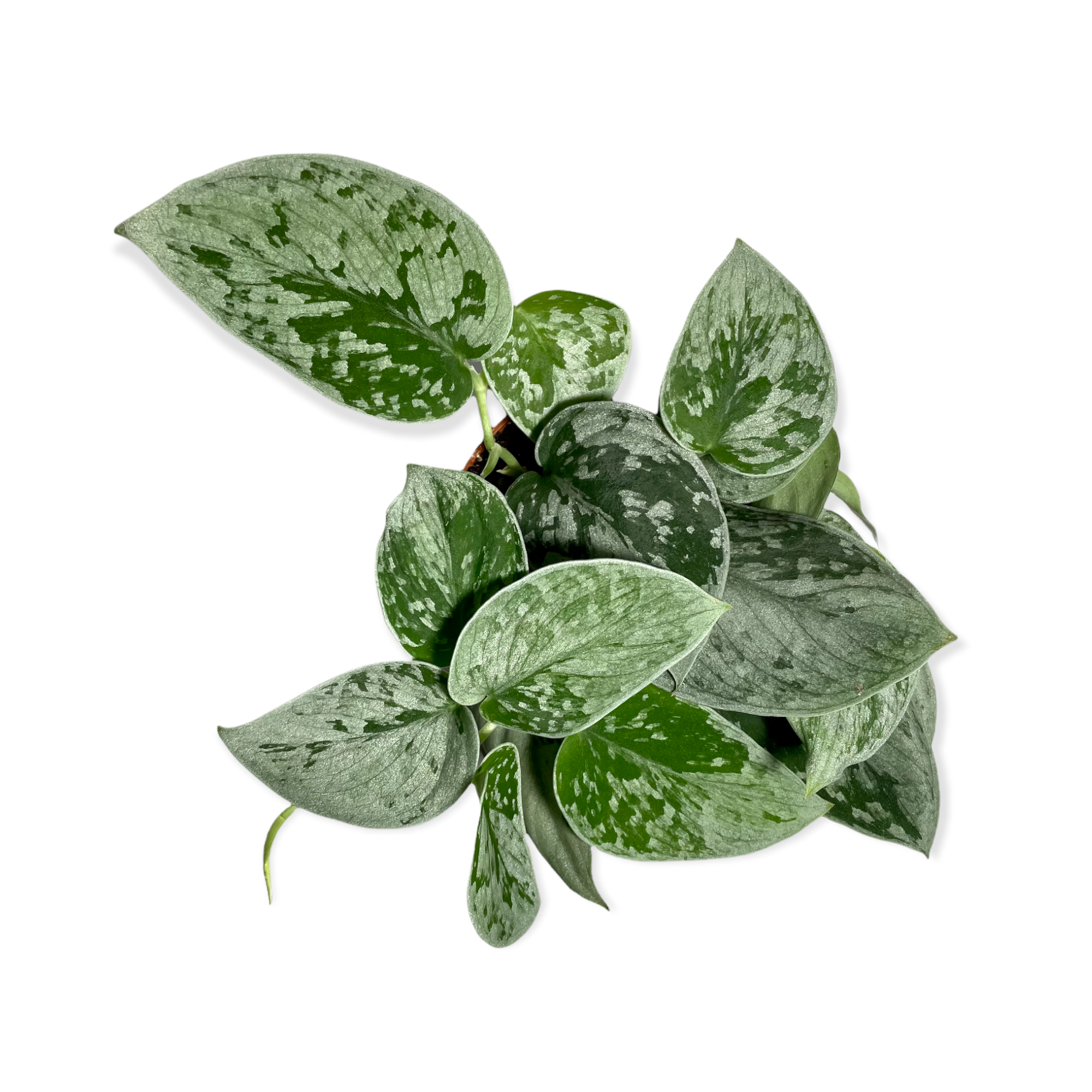 f1d03920 98ee 4d7d 92a3 f6f3d935d8d0