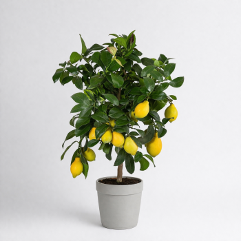 Цитрусовое дерево купить