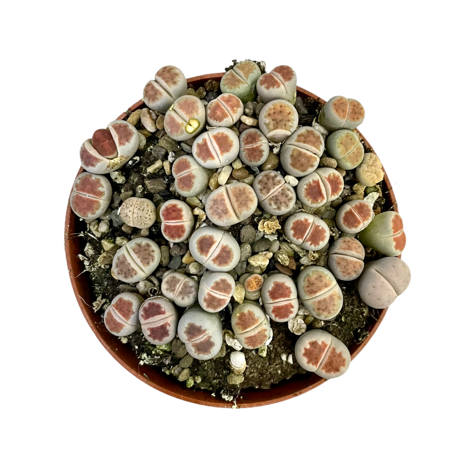 f2647fc5 852d 4f37 a9f8 07ae882e7359