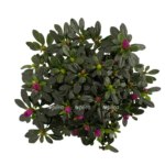 f4aab24e 8c50 41b4 ad49 5426c6baa85e