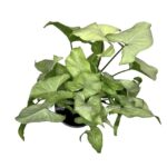 f4b0a984 ce5f 49bd 80d7 7521af70fc31