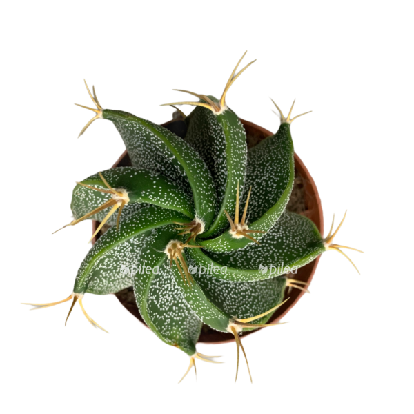 f5f3a125 bbff 4c82 9eb5 f6c52d2eef37 e1611806922182