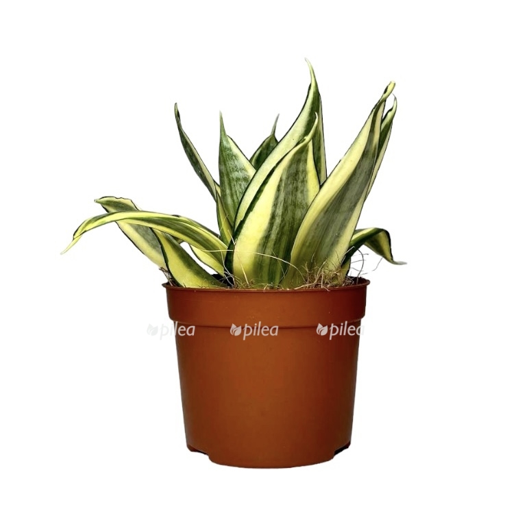 f758119d 6781 4e48 8a2f f900b14f3084