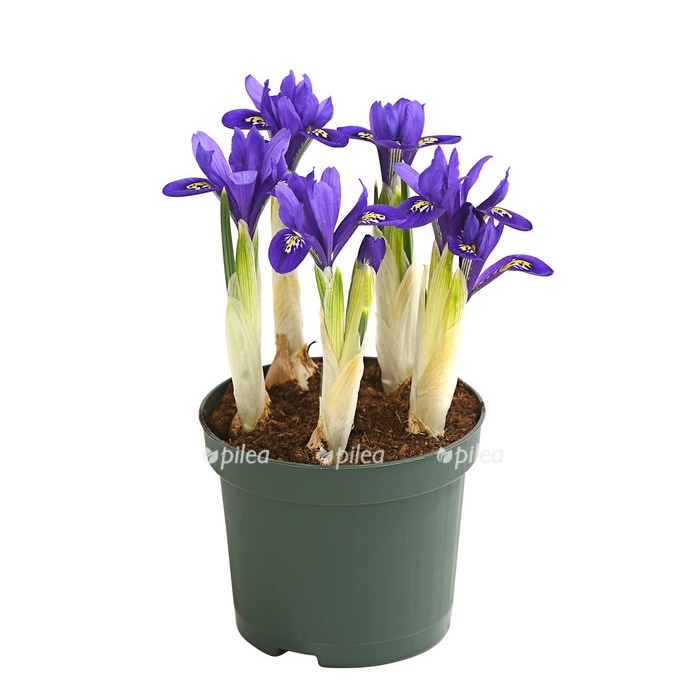 f849f478 fdd0 4375 825c de87062bf2f8