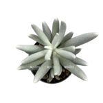 f9a986b3 e228 4b0a b1c3 44667f2e2fe7