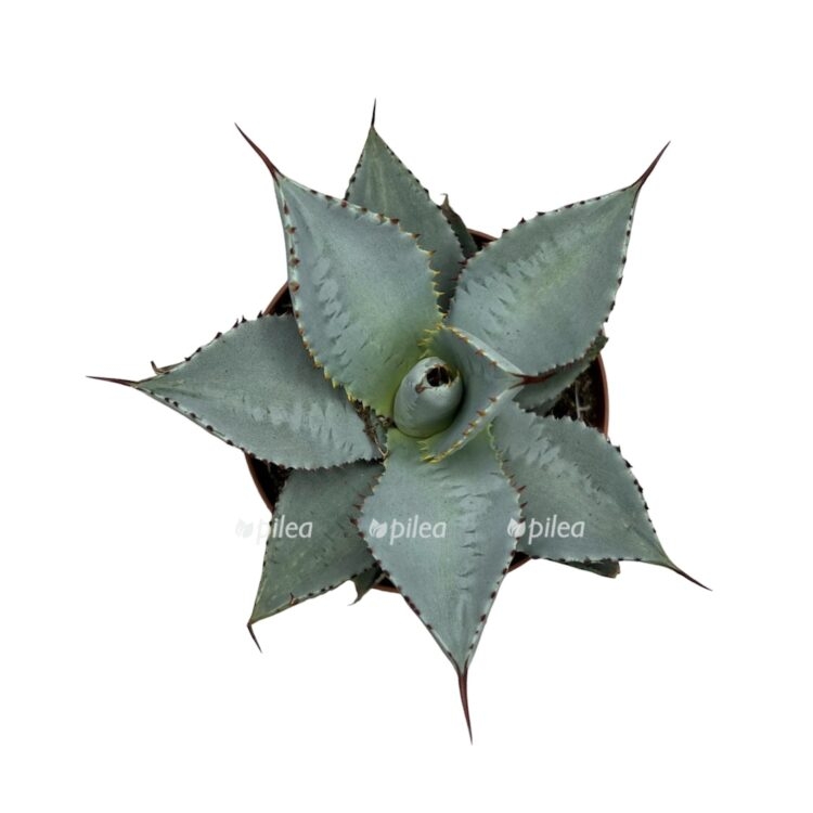 faaf5e22 3f25 4e32 8454 35bc5178cbf6 e1682362650653