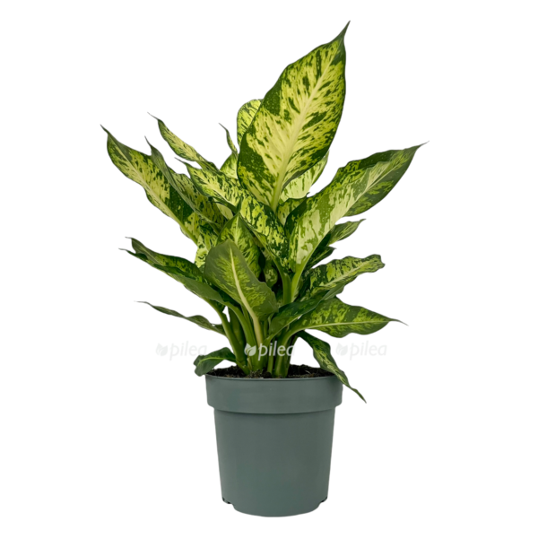 fac8c533 242b 457c be95 8f47f61d3245 e1667946576664