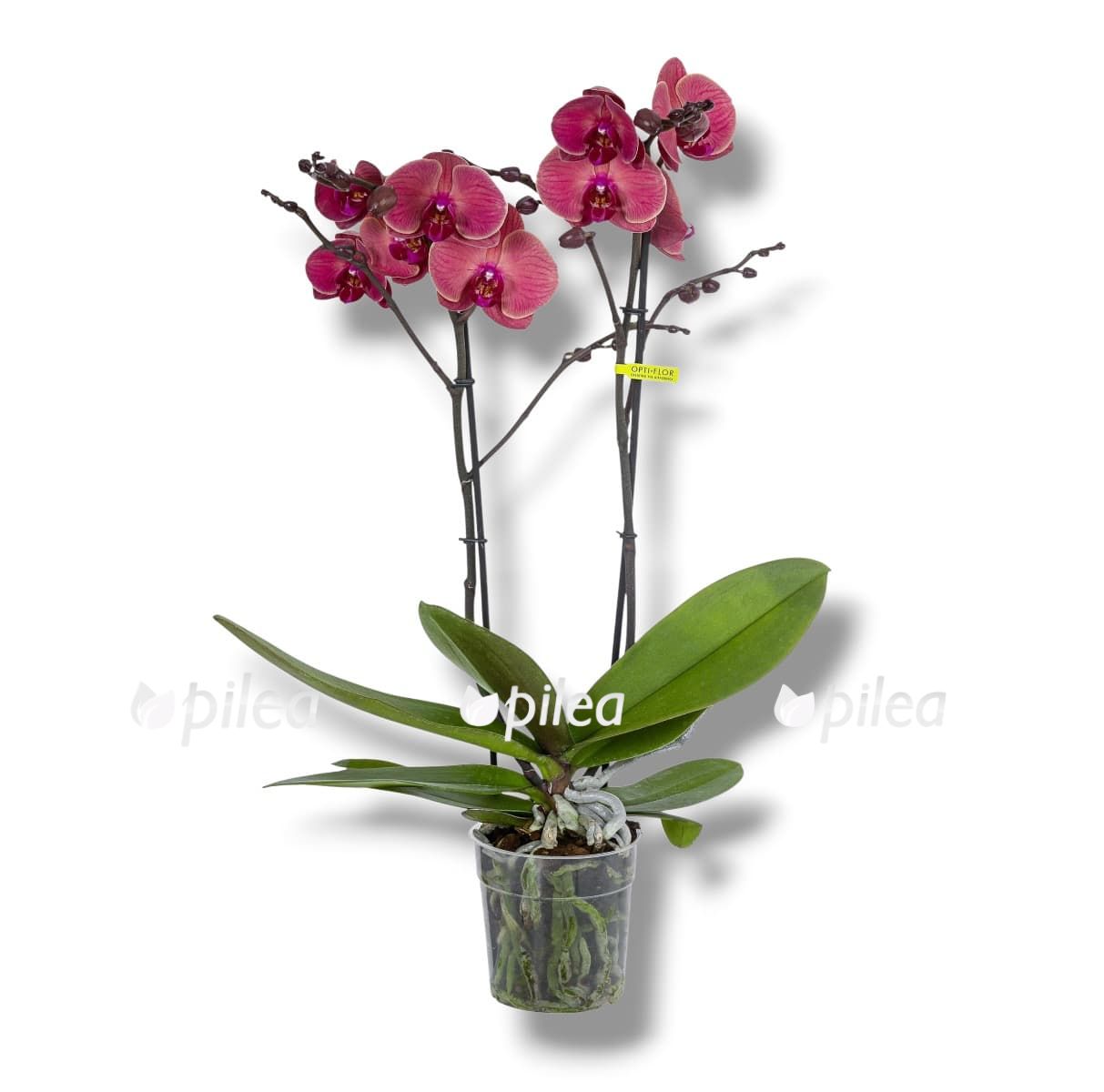 falenopsis falenopsis