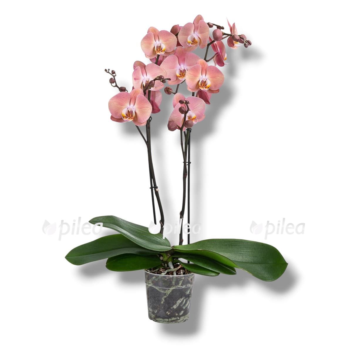 falenopsis falenopsis 1