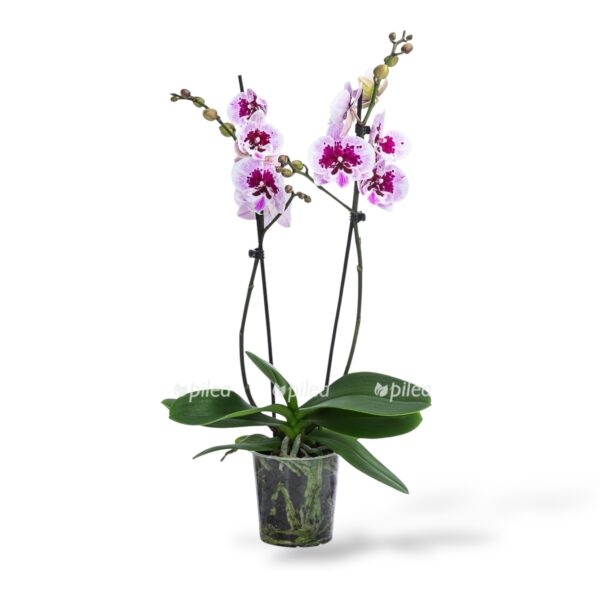 falenopsis aladdin e1740475420559