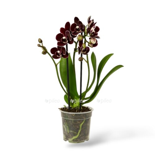 falenopsis banana shokolad e1743999818512
