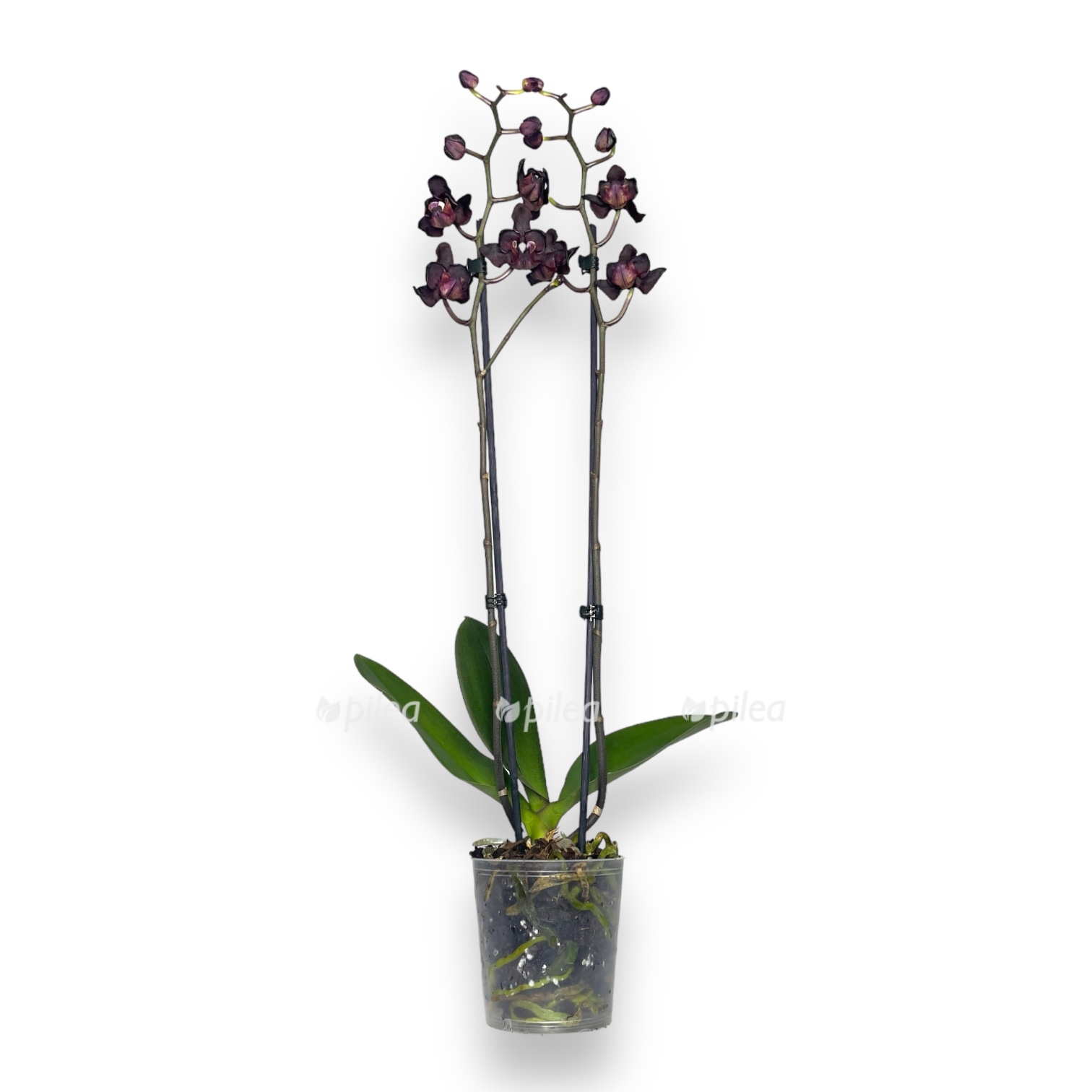 falenopsis blek dzhek