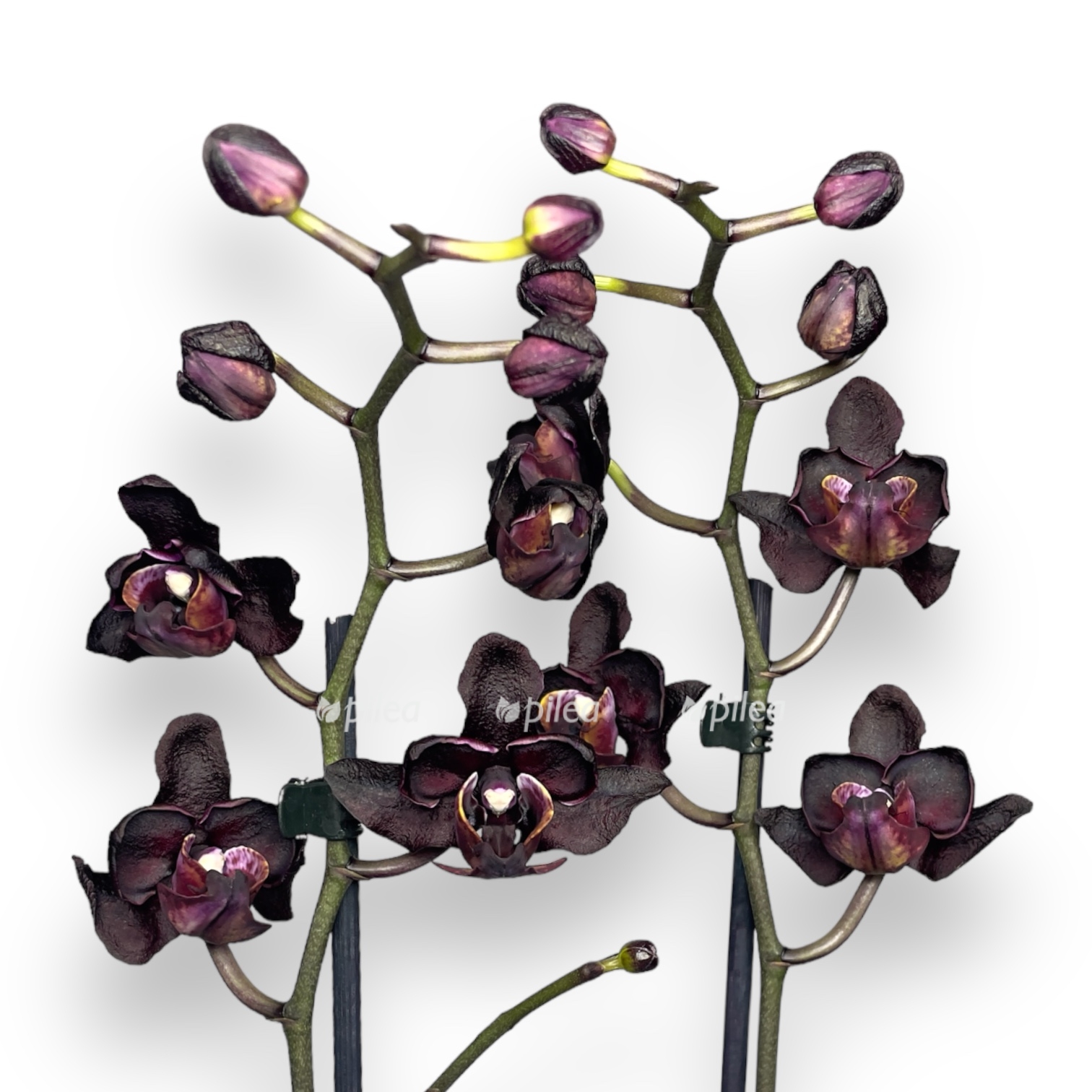 falenopsis blek dzhek