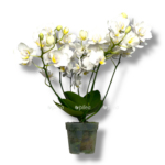 falenopsis dikij