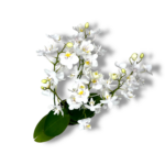 falenopsis dikij