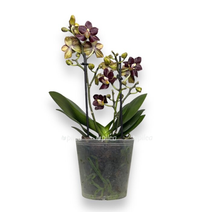 falenopsis-esmi-e1697819672452.jpeg falenopsis esmi e1697819672452