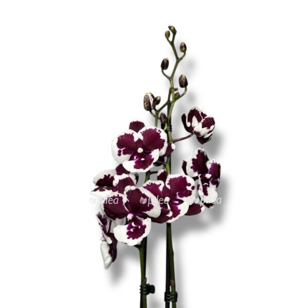 falenopsis fusheng blek pikok e1744427310774