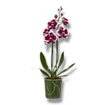 falenopsis fusheng blek pikok e1744427327756