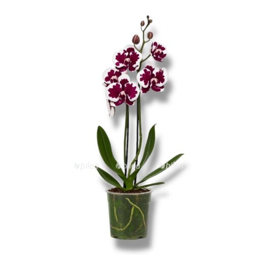 falenopsis fusheng blek pikok e1744427327756