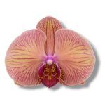 falenopsis golden leopard