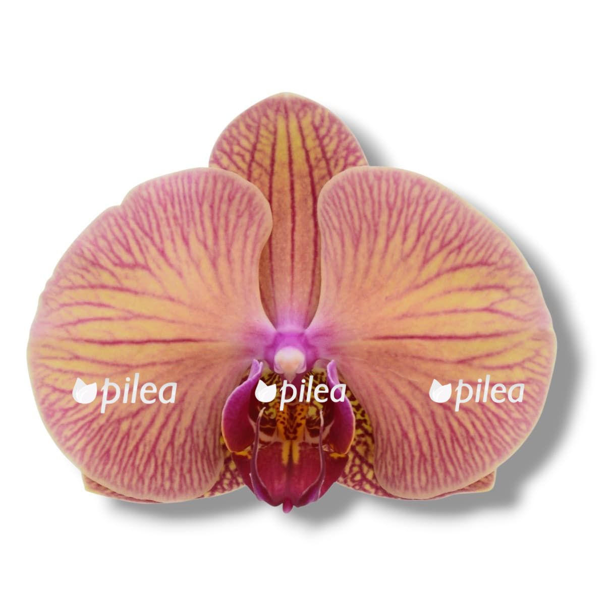 falenopsis golden leopard