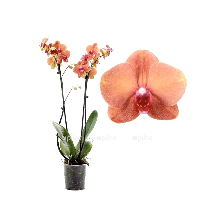 falenopsis-gorizont.jpg falenopsis gorizont