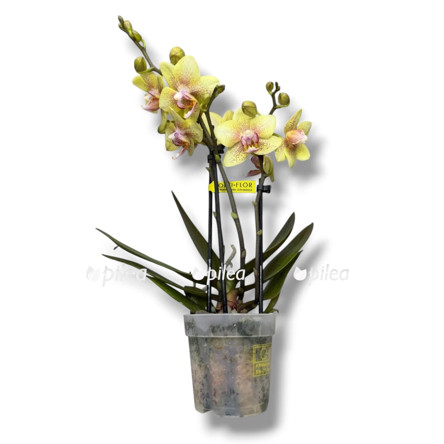 falenopsis-indi-sortovoj falenopsis-indi-sortovoj